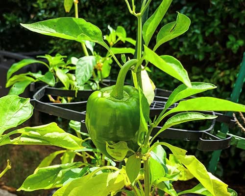 Mighty Crop Plant Support for vertical gardening, Pack of 4