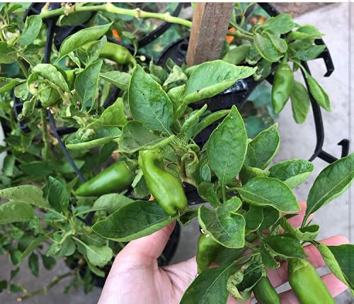 Mighty Crop Plant Support for vertical gardening, Pack of 4