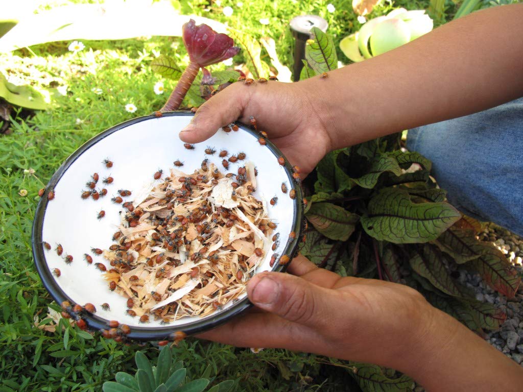 Clark&Co Organic 3000 Live Ladybugs Insects -