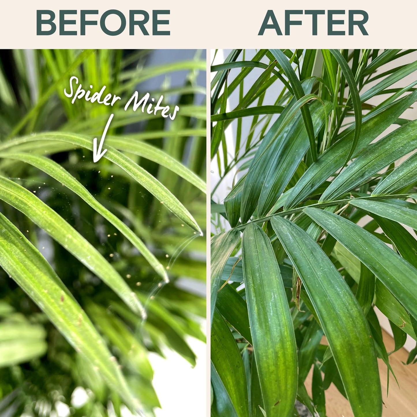 Organic Insecticide Liquid Concentrate – Natural Plant Insect Spray for Indoor & Outdoor Use, Fungus Gnat, Aphid & Spider Mite Control – Houseplant & Garden Insect Killer