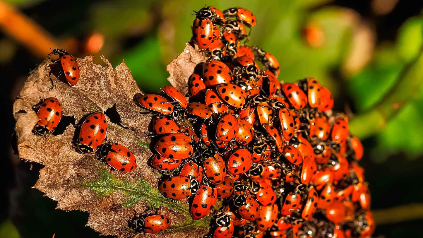 Clark&Co Organic 3000 Live Ladybugs Insects -