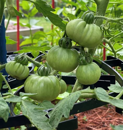 Mighty Crop Plant Support for vertical gardening, Pack of 4
