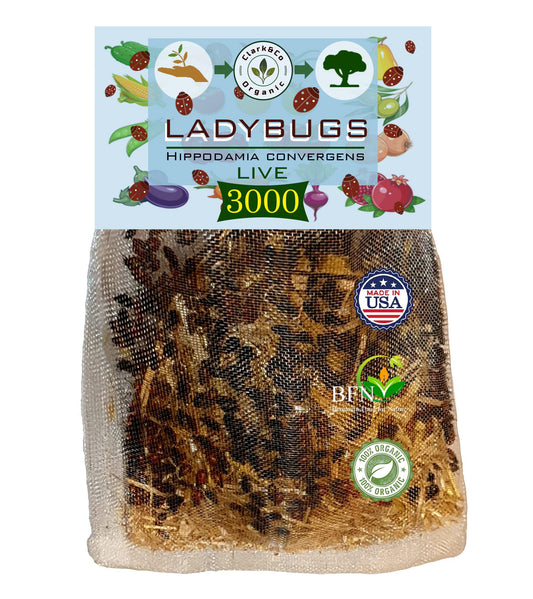 Clark&Co Organic 3000 Live Ladybugs Insects -